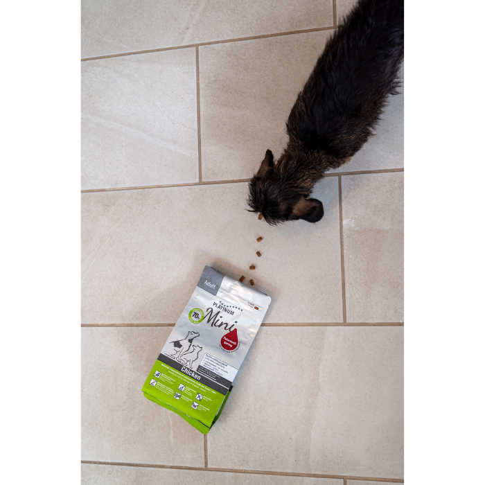 Perro pequeño comiendo croquetas de Platinum Adult Chicken, con saco de pienso y croquetas dispersas en el suelo.