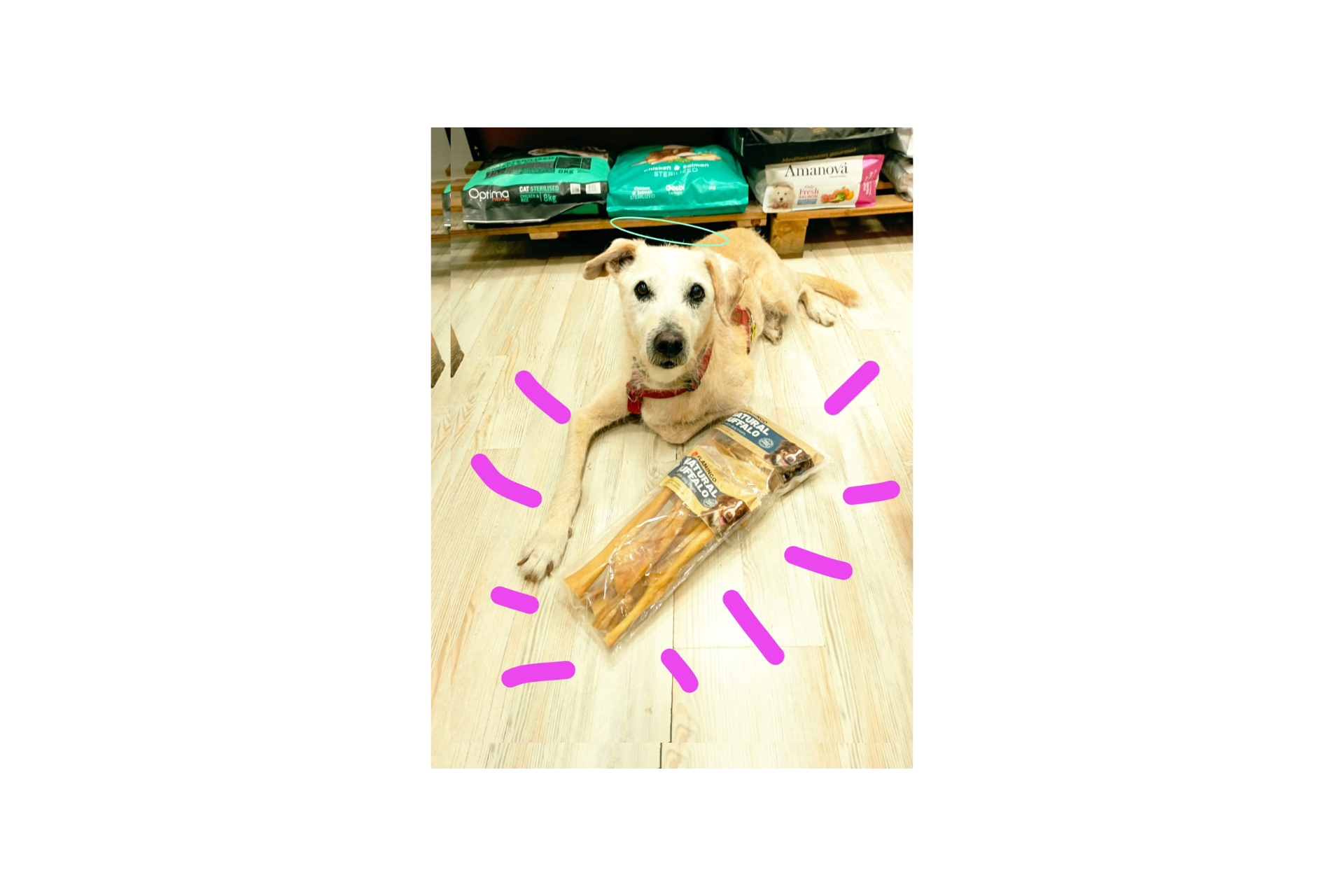 Piel de Cabeza de Búfalo 25cm - Imagen 3