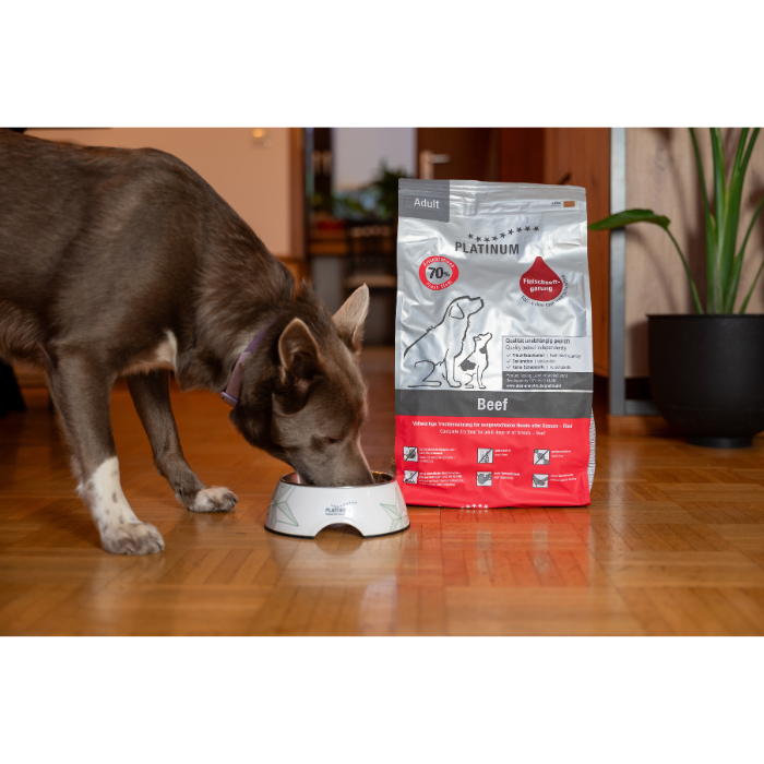 Perro adulto comiendo de un cuenco con saco de pienso Platinum Adult Beef al fondo, 70% carne fresca de res.