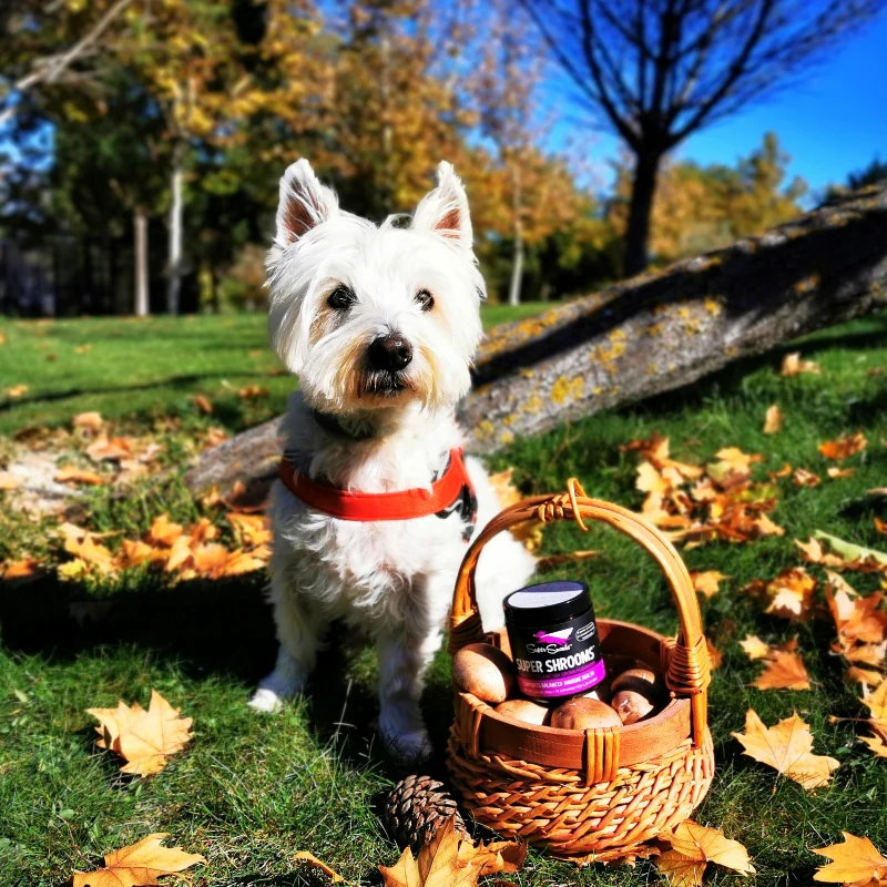 Super Snouts Super Shrooms 75gr - Imagen 2