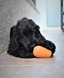 Perro de raza mediana jugando con un Juguete Conic Naranja en el suelo.