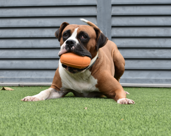 Perro de raza boxer jugando con el juguete Conic naranja, mostrando su diseño y resistencia.