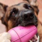 Perro con Juguete Conic lila, jugando con él mientras lo sostiene con la boca.